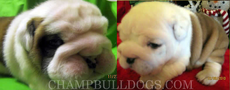 english bulldogs